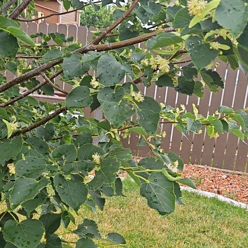 Photo of the plant species Littleleaf Linden by @MeekFrithia87 named Athena on Greg, the plant care app