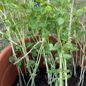 Photo of the plant species Pea by @UltraBeachplum named Jack on Greg, the plant care app