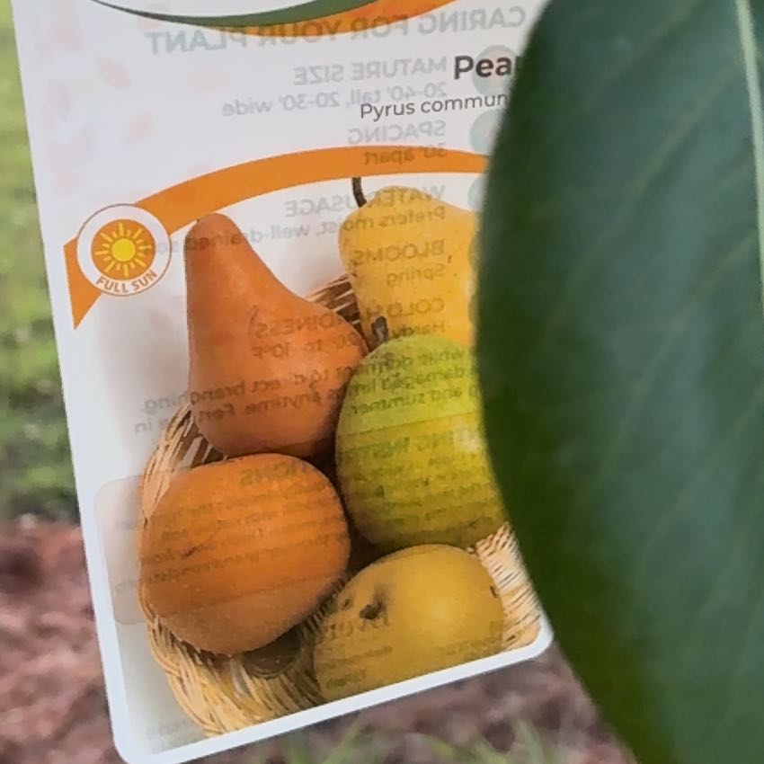 Photo of the plant species Pyrus Communis by @UltraBeachplum named Pear tree on Greg, the plant care app