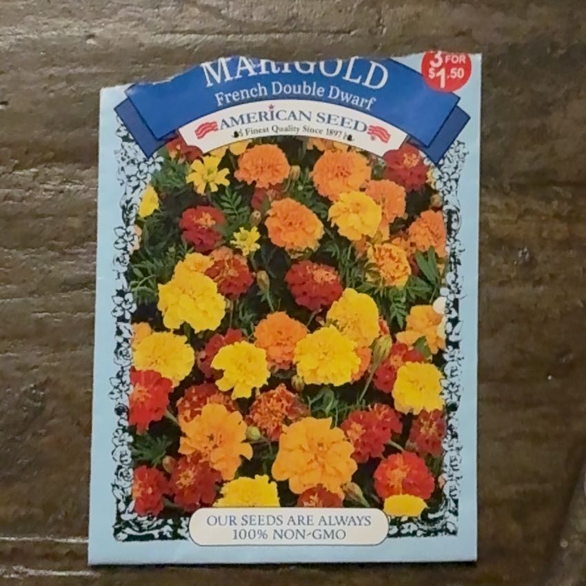 Photo of the plant species Dwarf Marigold by @UltraBeachplum named Taylor Swift on Greg, the plant care app