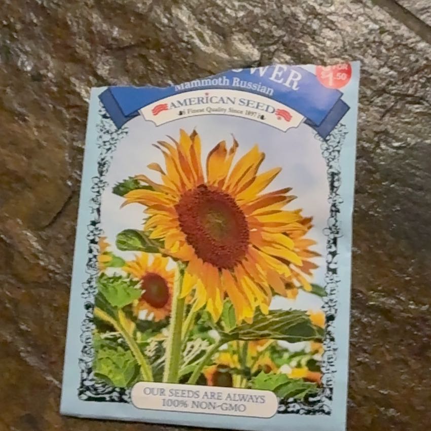 Photo of the plant species Common Sunflower 'Russian Mammoth' by @UltraBeachplum named Beckham on Greg, the plant care app