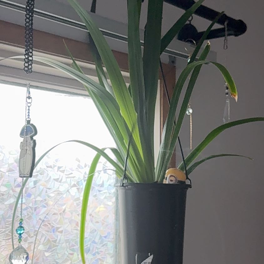 Photo of the plant species Trimezia gracilis by @PoshKamahi62 named Hemingway on Greg, the plant care app