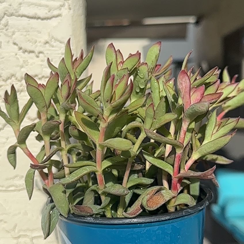 Photo of the plant species Crassula platyphylla 'Burgundy' by @HotChojubai62 named McKinley on Greg, the plant care app