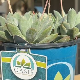 Photo of the plant species Pachyveria 'blue quartz' by @HotChojubai62 named Athena on Greg, the plant care app