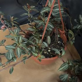 Photo of the plant species parallel peperomia by @HunkyPlushplant named Calypso on Greg, the plant care app
