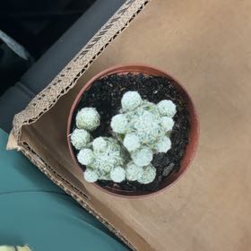 Photo of the plant species Thimble Cactus by @HunkyPlushplant named Beckett on Greg, the plant care app
