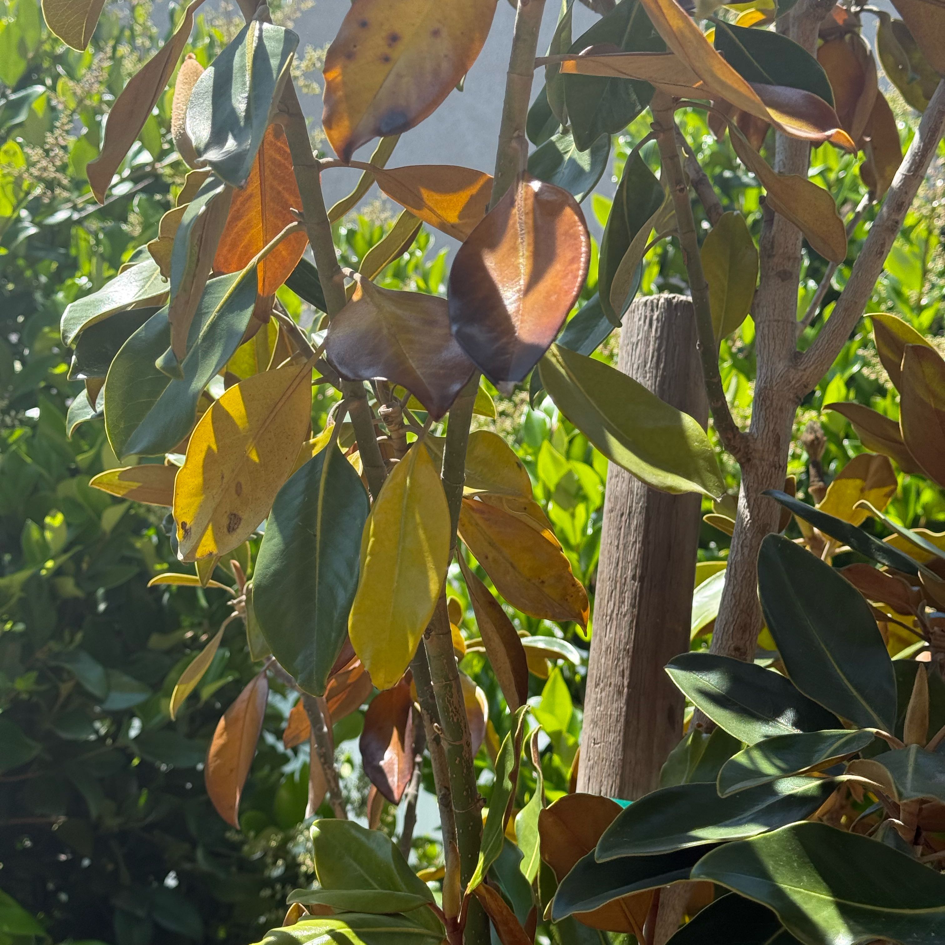 Photo of the plant species Little Gem Magnolia by @DistinctRuby named Leaf Erickson on Greg, the plant care app