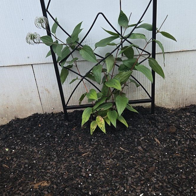 Photo of the plant species Clematis by @FreshGuppyplant named Mae on Greg, the plant care app