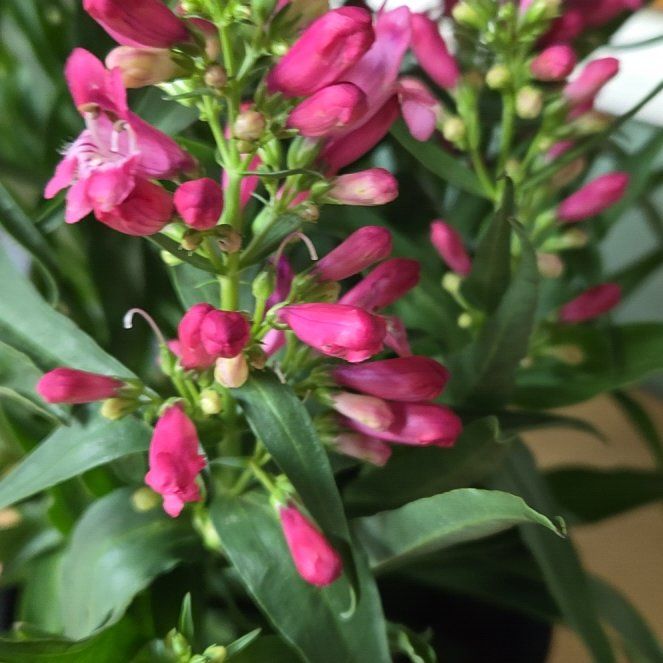 Photo of the plant species Ruby Rock Candy Beardtongue by @FreshGuppyplant named Harper on Greg, the plant care app