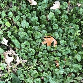 Photo of the plant species Common Mallow by @ObligingDaisy66 named Hemingway on Greg, the plant care app