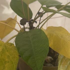 Photo of the plant species Elata Dorstenia by @ZestyPandaficus named Kardashian on Greg, the plant care app