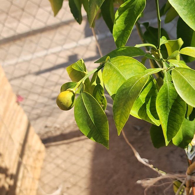 Photo of the plant species Ruby Red Grapefruit by @TotalSwisspine named Plato on Greg, the plant care app