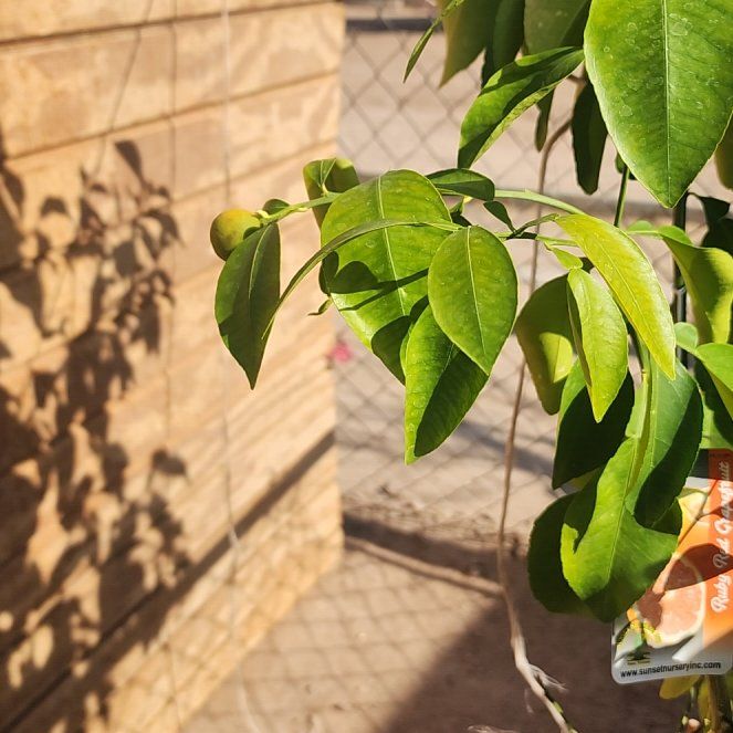 Photo of the plant species Ruby Red Grapefruit Tree by @TotalSwisspine named Gobi on Greg, the plant care app