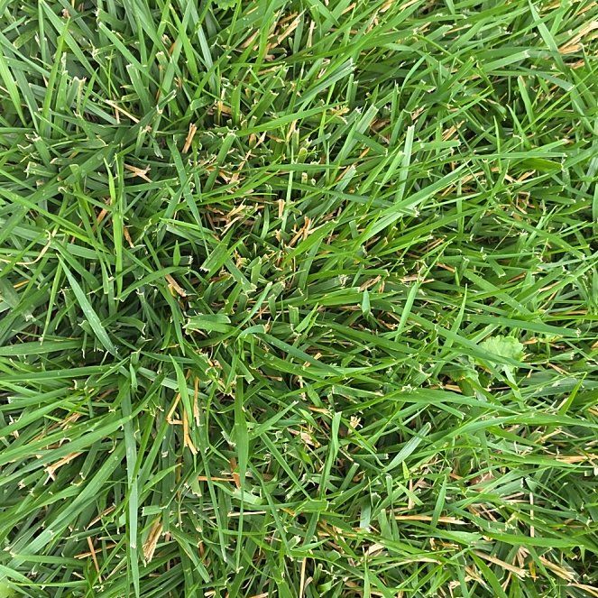 Photo of the plant species Smooth Meadowgrass by @HighBluepearl64 named James Dean on Greg, the plant care app