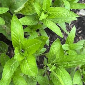 Photo of the plant species Wild Petunia by @GleamingRedbush named Apollo on Greg, the plant care app
