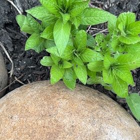 Photo of the plant species Wild Petunia by @GleamingRedbush named Kylie on Greg, the plant care app