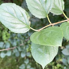 Photo of the plant species Common Buckthorn by @WelefulTurmeric named Bodhi on Greg, the plant care app