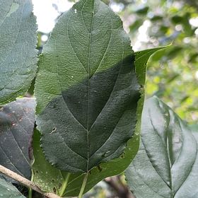 Photo of the plant species Common Buckthorn by @WelefulTurmeric named Fernie Saunders on Greg, the plant care app