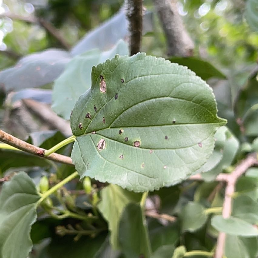 Photo of the plant species Common Buckthorn by @WelefulTurmeric named Plato on Greg, the plant care app