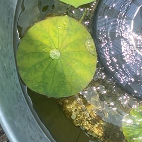 Photo of the plant species Sacred Lotus by @xo_rosa named Kylie on Greg, the plant care app