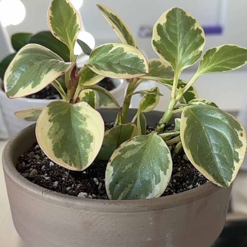 Photo of the plant species Peperomia 'Sweet and Sour™' by @ryleerae named peperomia on Greg, the plant care app