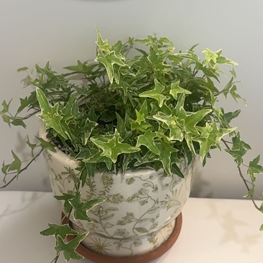 Photo of the plant species English Ivy 'Aloma' by @ryleerae named ivy on Greg, the plant care app