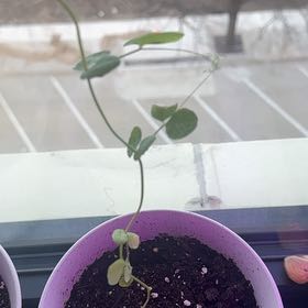 Photo of the plant species Peas by @ryleerae named Mando on Greg, the plant care app