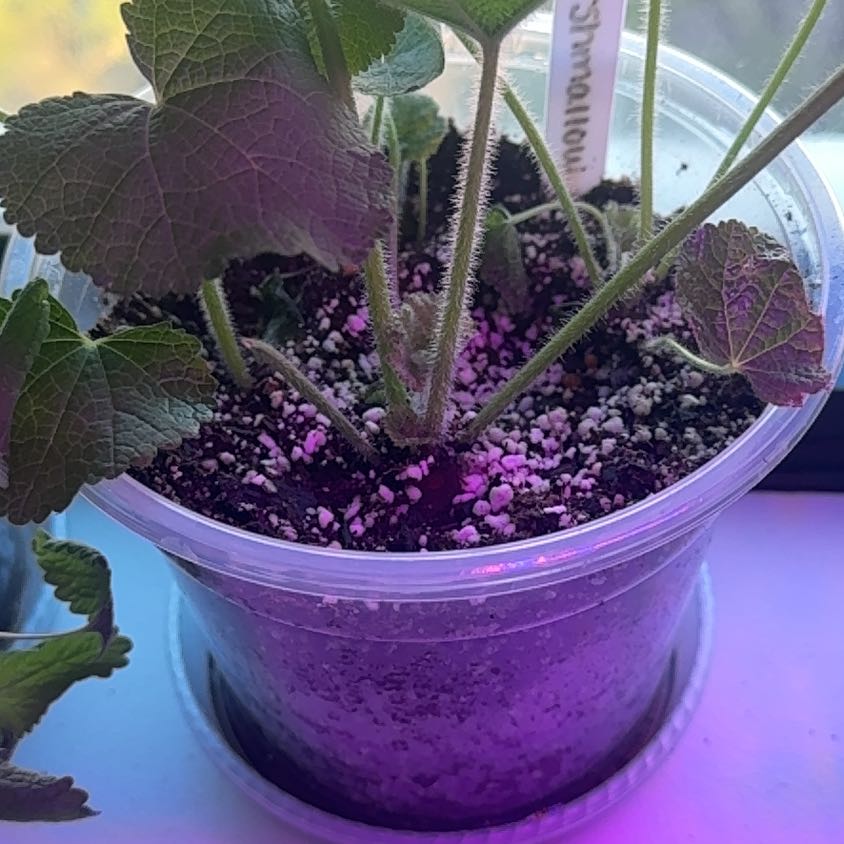 Photo of the plant species White Marshmallow by @ryleerae named Marshmallow on Greg, the plant care app