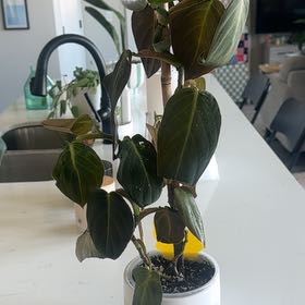 Photo of the plant species Philodendron gigas by @ryleerae named Philodendron Gigas on Greg, the plant care app