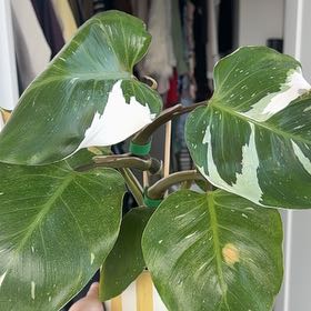 Photo of the plant species White Knight Philodendron by @ryleerae named White Knight Philo on Greg, the plant care app