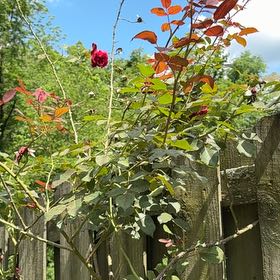 Photo of the plant species Red Climbing Rose by @ProFrostyfern27 named Planty on Greg, the plant care app