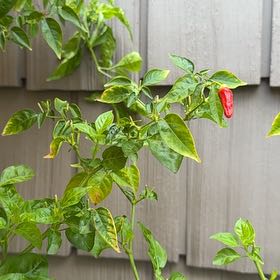 Photo of the plant species Burmese Tabasco Pepper by @ProFrostyfern27 named Michelle Branch on Greg, the plant care app