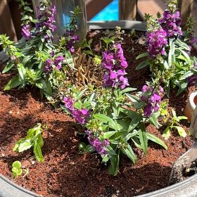 Photo of the plant species Angelonia by @ProFrostyfern27 named Morgan Treeman on Greg, the plant care app