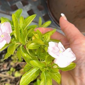 Photo of the plant species Periwinkles by @ProFrostyfern27 named Sir Plancelot on Greg, the plant care app
