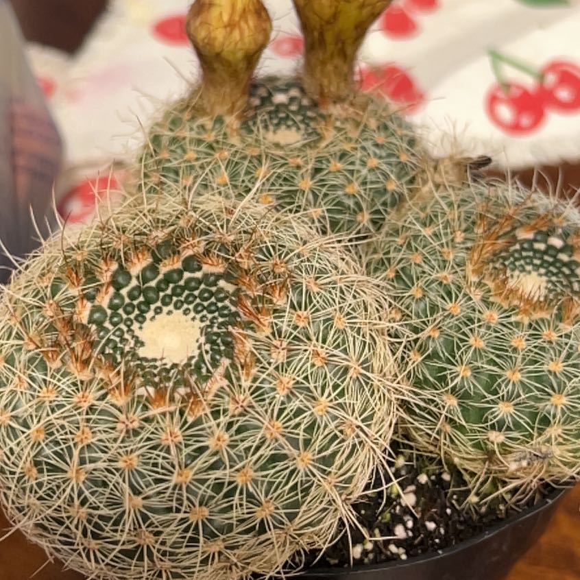 Photo of the plant species Notocactus elegans by @SunnyBegoniarex named Hamilton on Greg, the plant care app