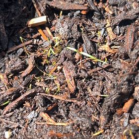 Photo of the plant species Dill 'Long Island' by @SwellStonecrop named James Dean on Greg, the plant care app