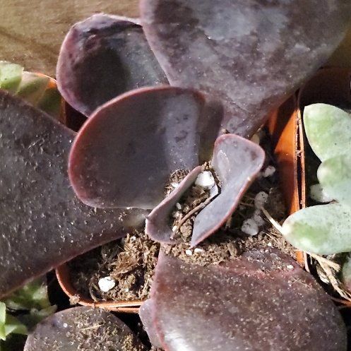 Photo of the plant species Andromischus Triflorus by @HelperPomelo named Taylor Swift on Greg, the plant care app