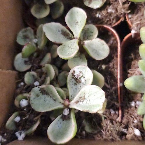 Photo of the plant species Peperomia by @HelperPomelo named Walt on Greg, the plant care app