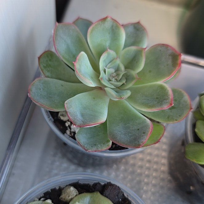Photo of the plant species Echeveria pulidonis by @LordRosea57 named Haku on Greg, the plant care app