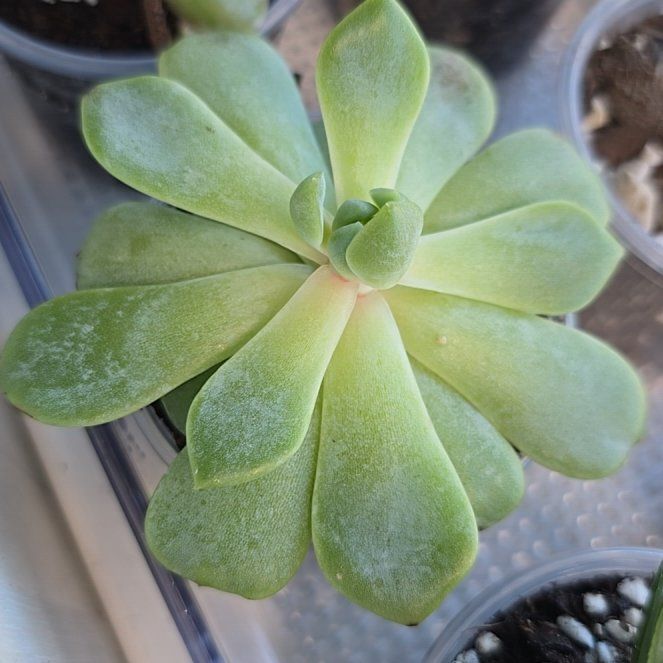 Photo of the plant species Echeveria Whitening by @LordRosea57 named Yubaba on Greg, the plant care app