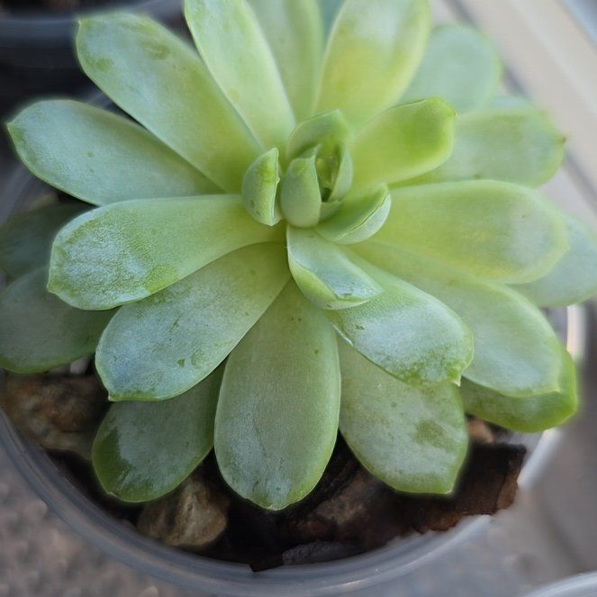 Photo of the plant species Echeveria Whitening by @LordRosea57 named Zeniba on Greg, the plant care app