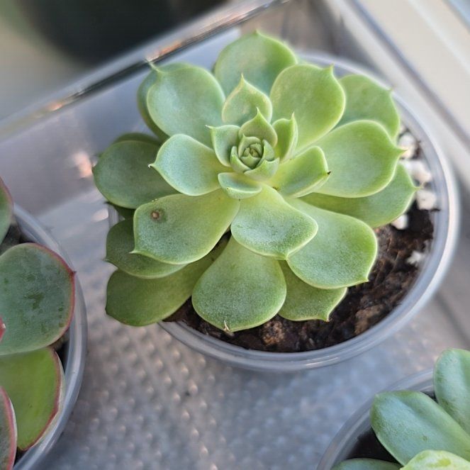 Photo of the plant species Echeveria elegans 'Alba' by @LordRosea57 named No Face on Greg, the plant care app