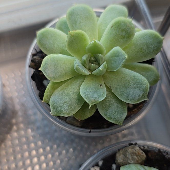 Photo of the plant species Blue Elf by @LordRosea57 named Lin on Greg, the plant care app
