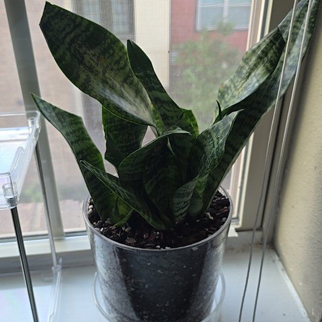 Photo of the plant species Jaboa Sansevieria by @LordRosea57 named Severus on Greg, the plant care app