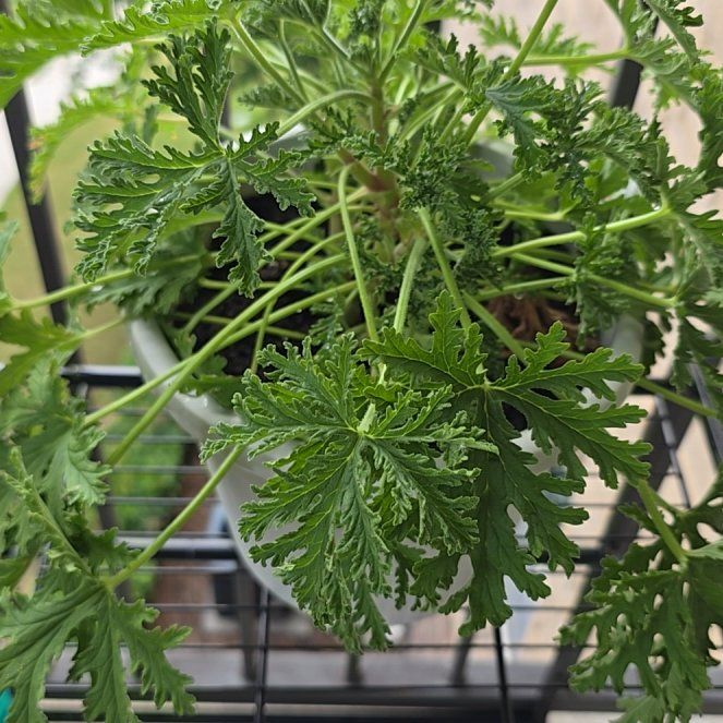 Photo of the plant species Sweet Scented Geranium by @LordRosea57 named Citronella on Greg, the plant care app