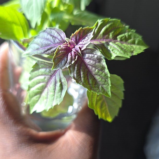 Photo of the plant species Purple Basil by @LordRosea57 named Amythest on Greg, the plant care app