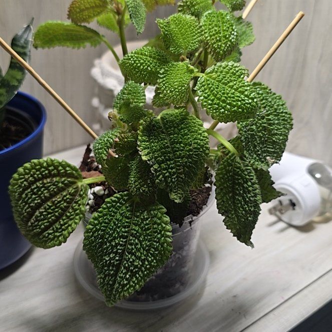 Photo of the plant species Pilea 'Moon Valley' by @LordRosea57 named Illumi Zoldyck on Greg, the plant care app