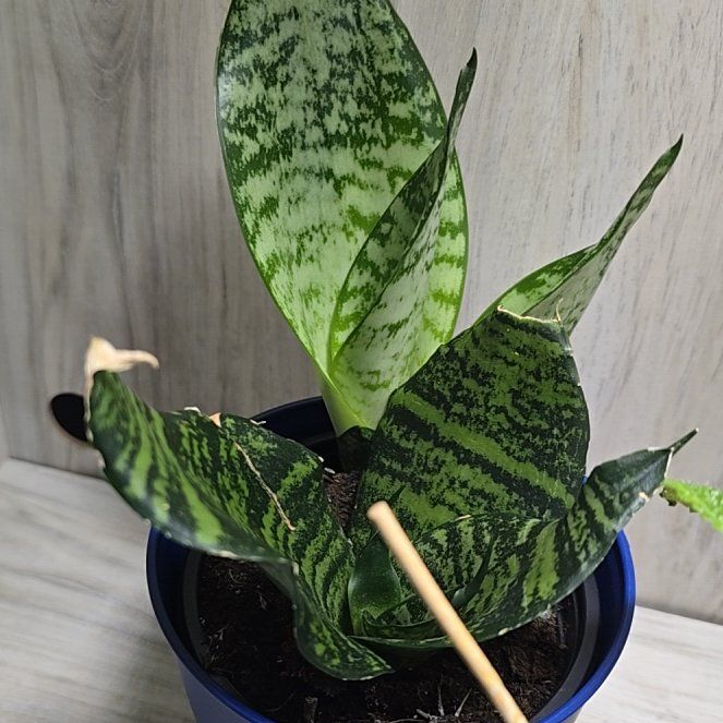 Photo of the plant species Jaboa Sansevieria by @LordRosea57 named Killua on Greg, the plant care app