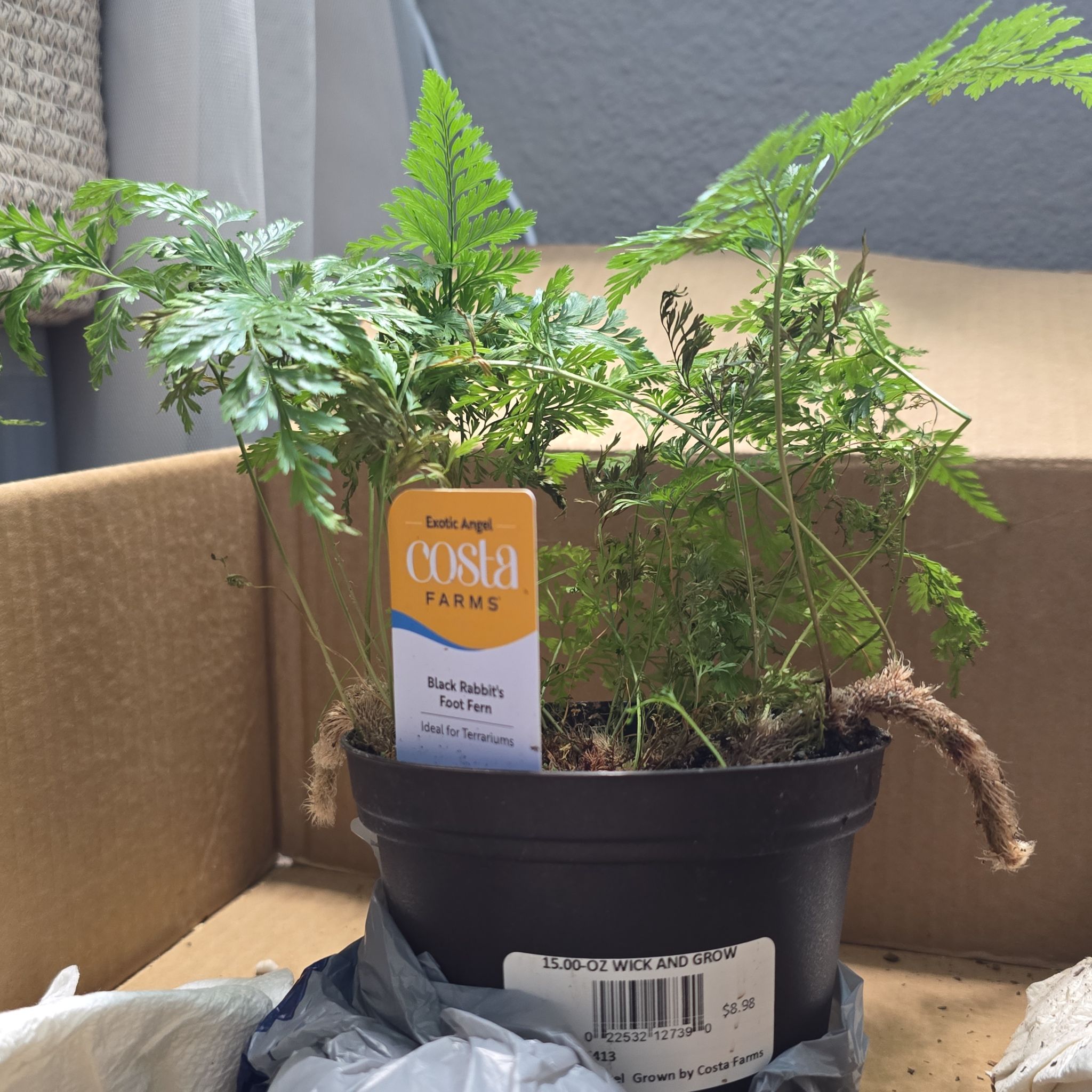 Photo of the plant species Black Rabbit Foot Fern by @LordRosea57 named Hagrid on Greg, the plant care app