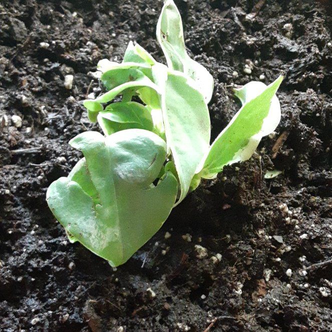 Photo of the plant species Showy Orchid by @GoodTievine69 named Sherlock on Greg, the plant care app